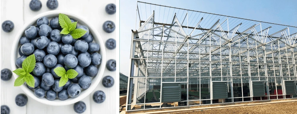 Blueberry Venlo Glass Greenhouse